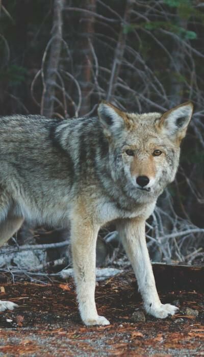 718-800x1400_smaller